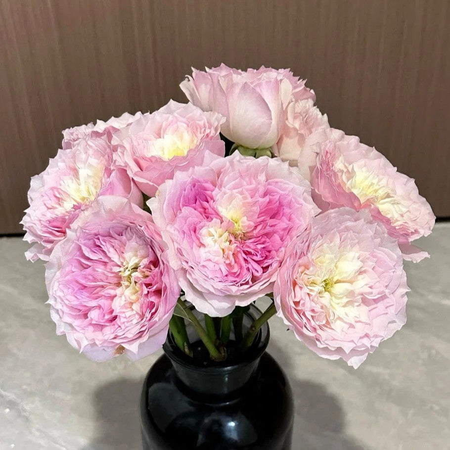 'Le Rire' Shrub Rose