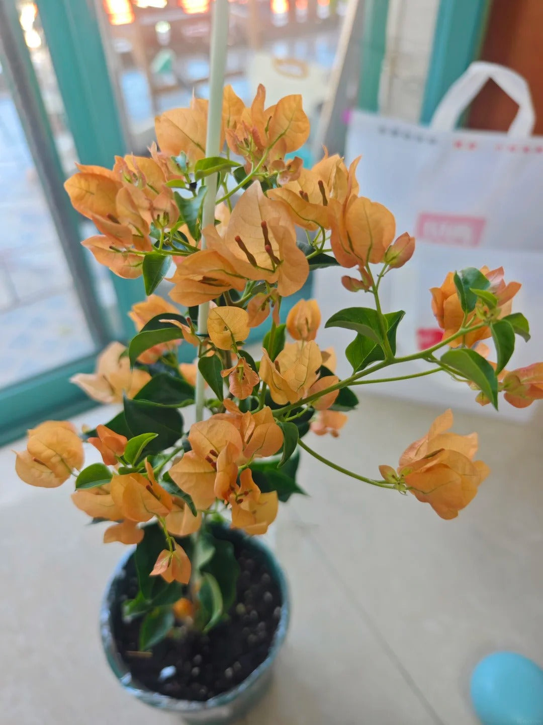Bougainvillea 'Mona Lisa Tea'