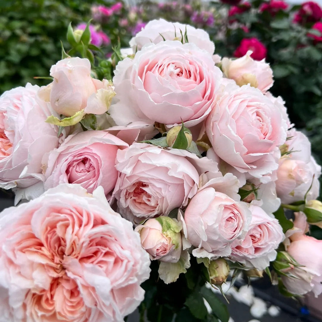 'Yanzi' Shrub Rose
