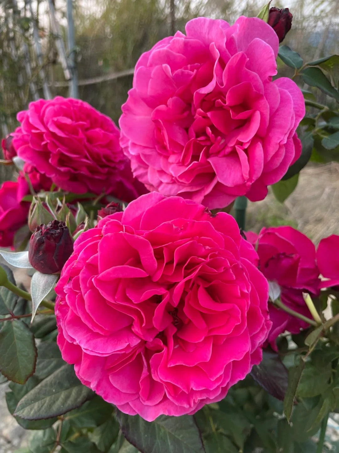 'Taoe' Shrub Rose