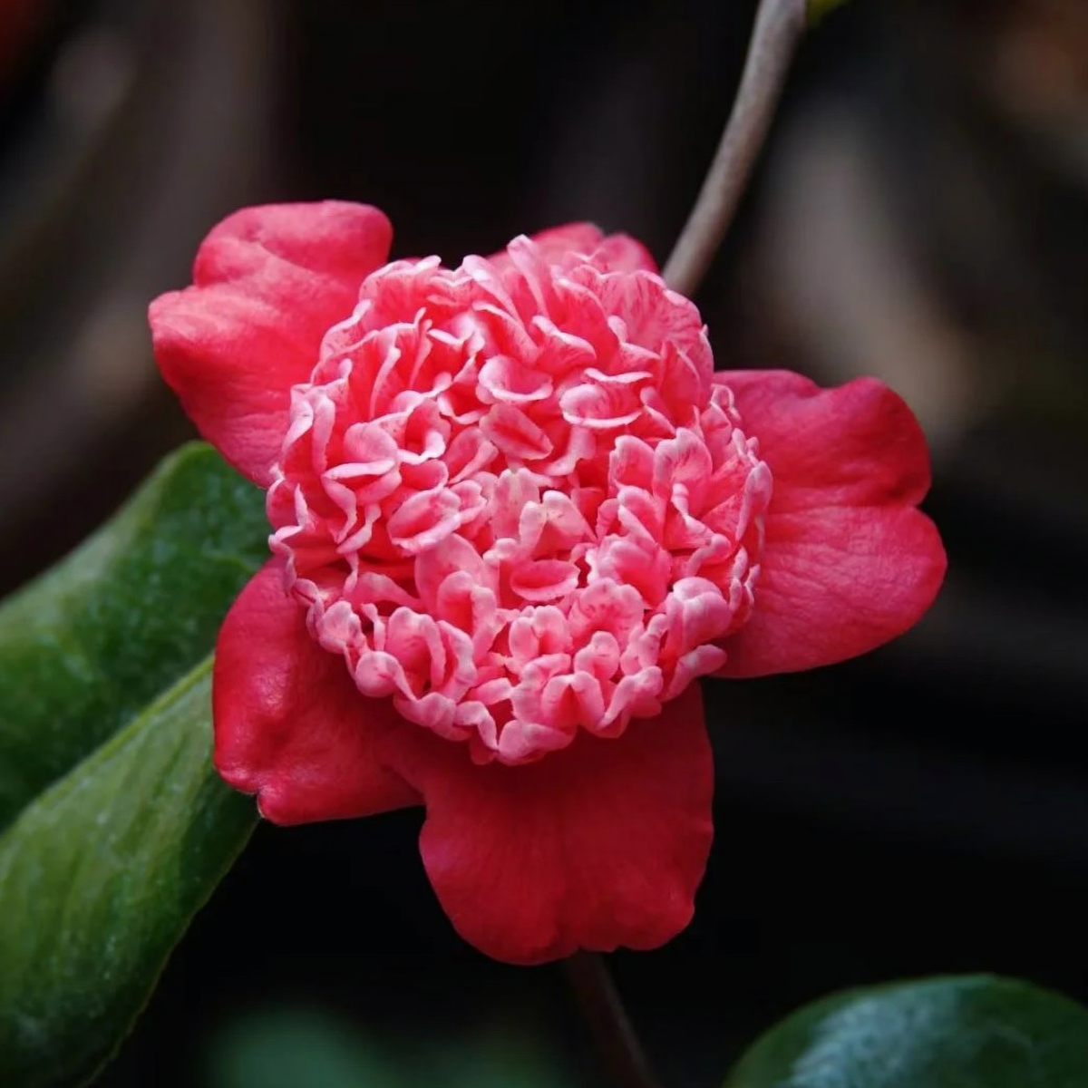 'Karakozaki Unryu' Camellia