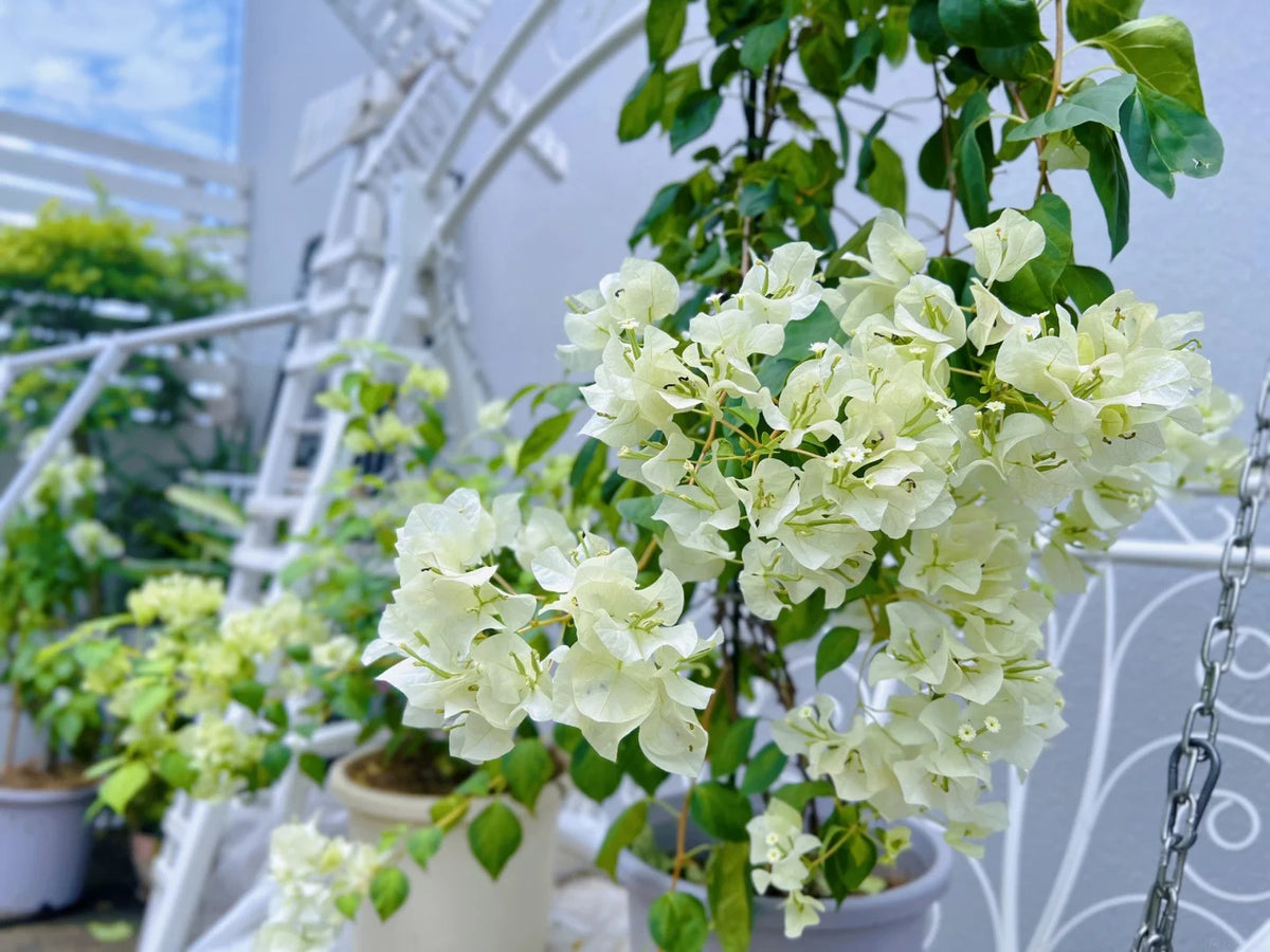 Bougainvillea 'Green Apple'