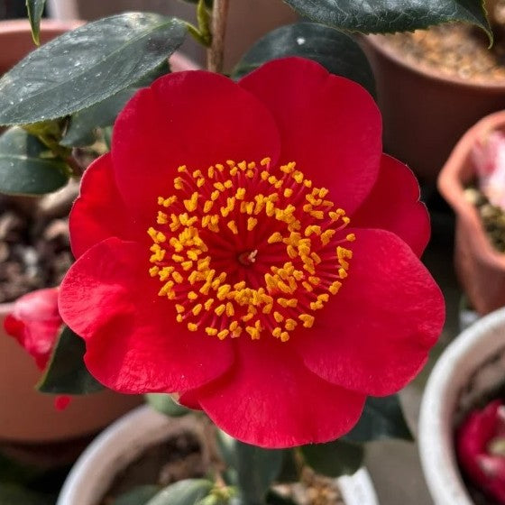 'Bob's Tinsie' Camellia