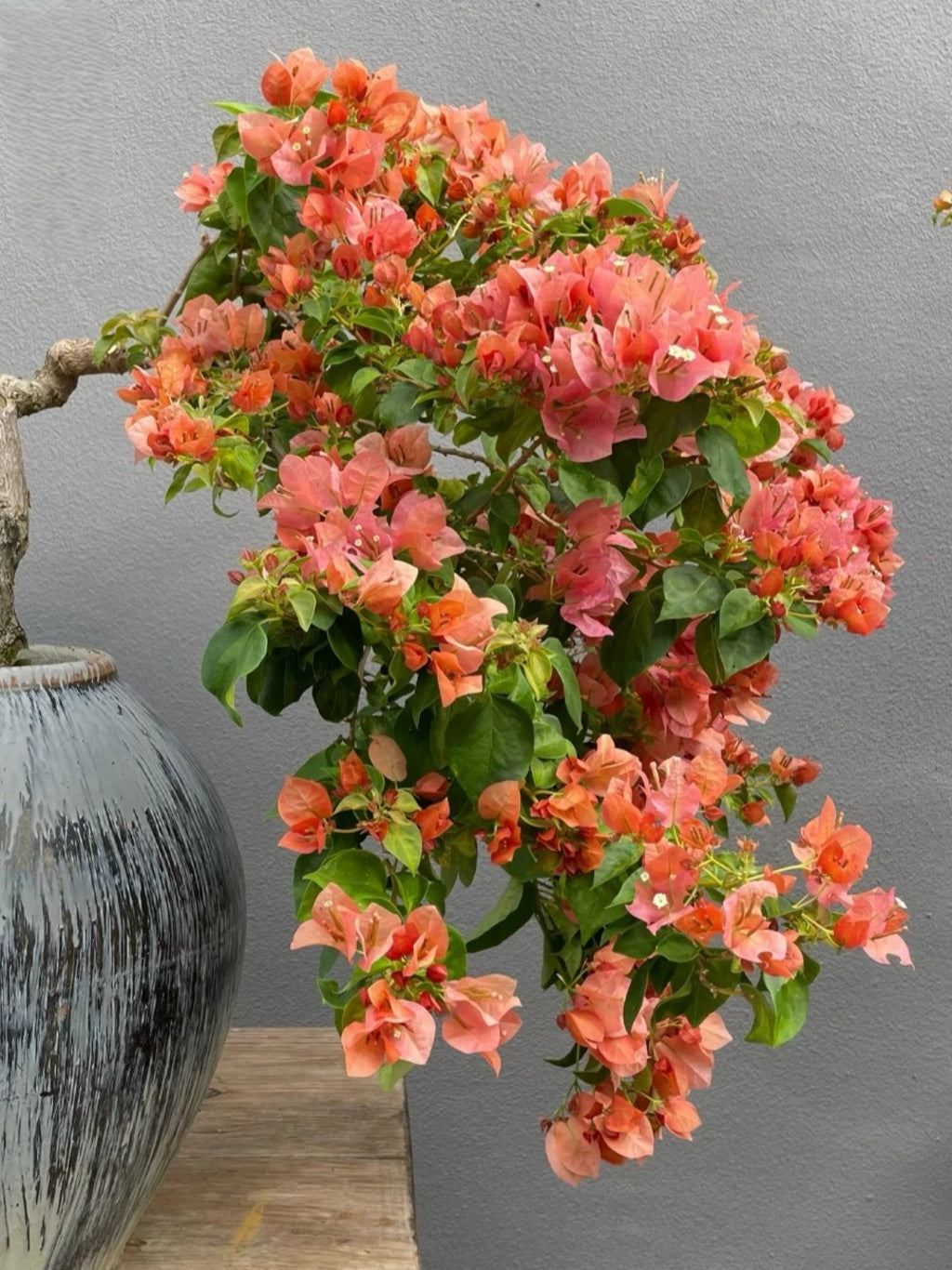 Bougainvillea 'Sunset'