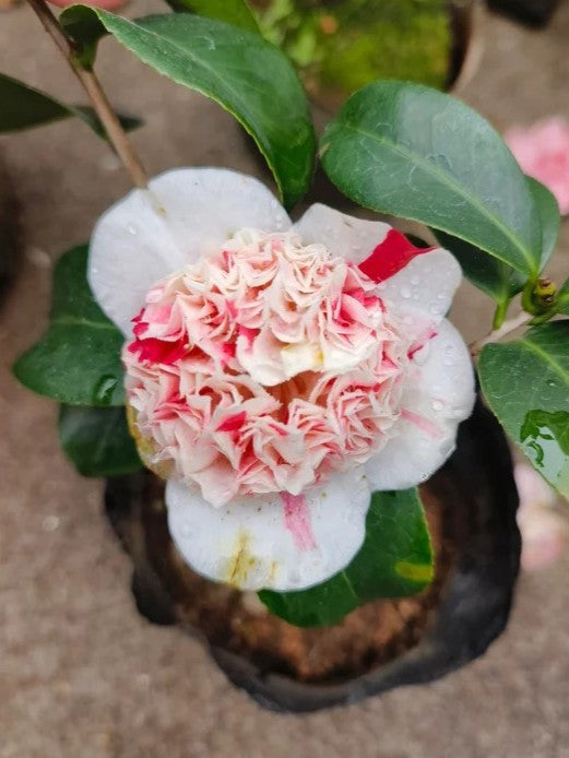 'Sajin Baozhu' Camellia