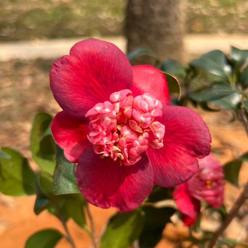 'Karakozaki Unryu' Camellia