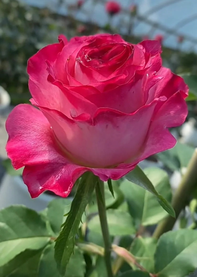 'Carmen' Shrub Rose