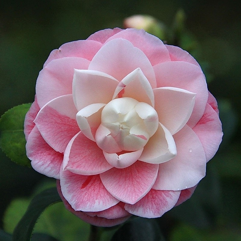 'Tsugawa-shibori' Camellia