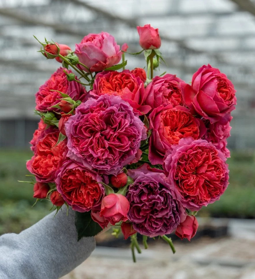 'Zhushawan' Shrub Rose
