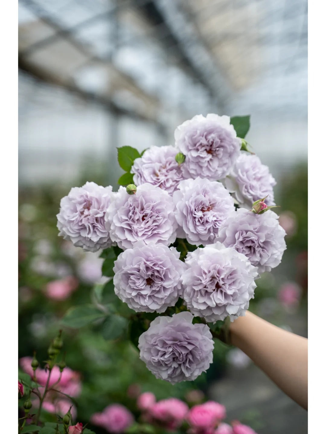 'Jise' Shrub Rose