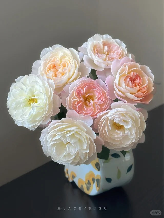 'Yingyingfen' Shrub Rose