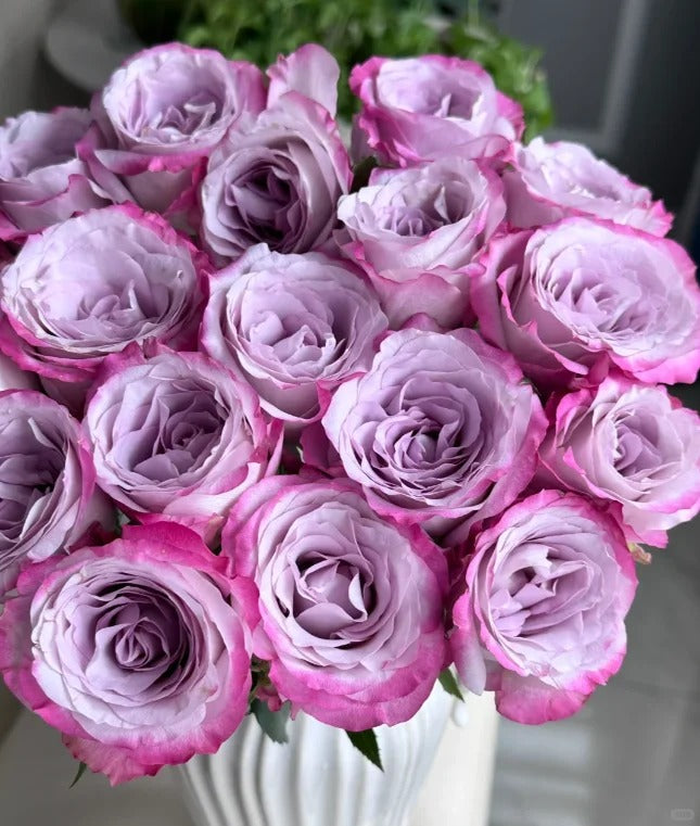 'Glamorous' Shrub Rose