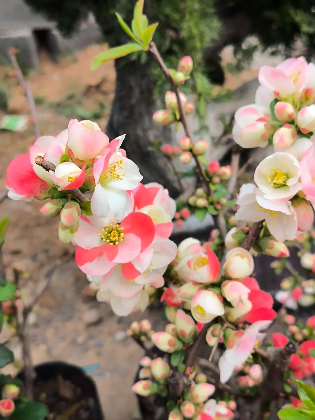 'Toyo Nishiki' Japanese Flowering Quince