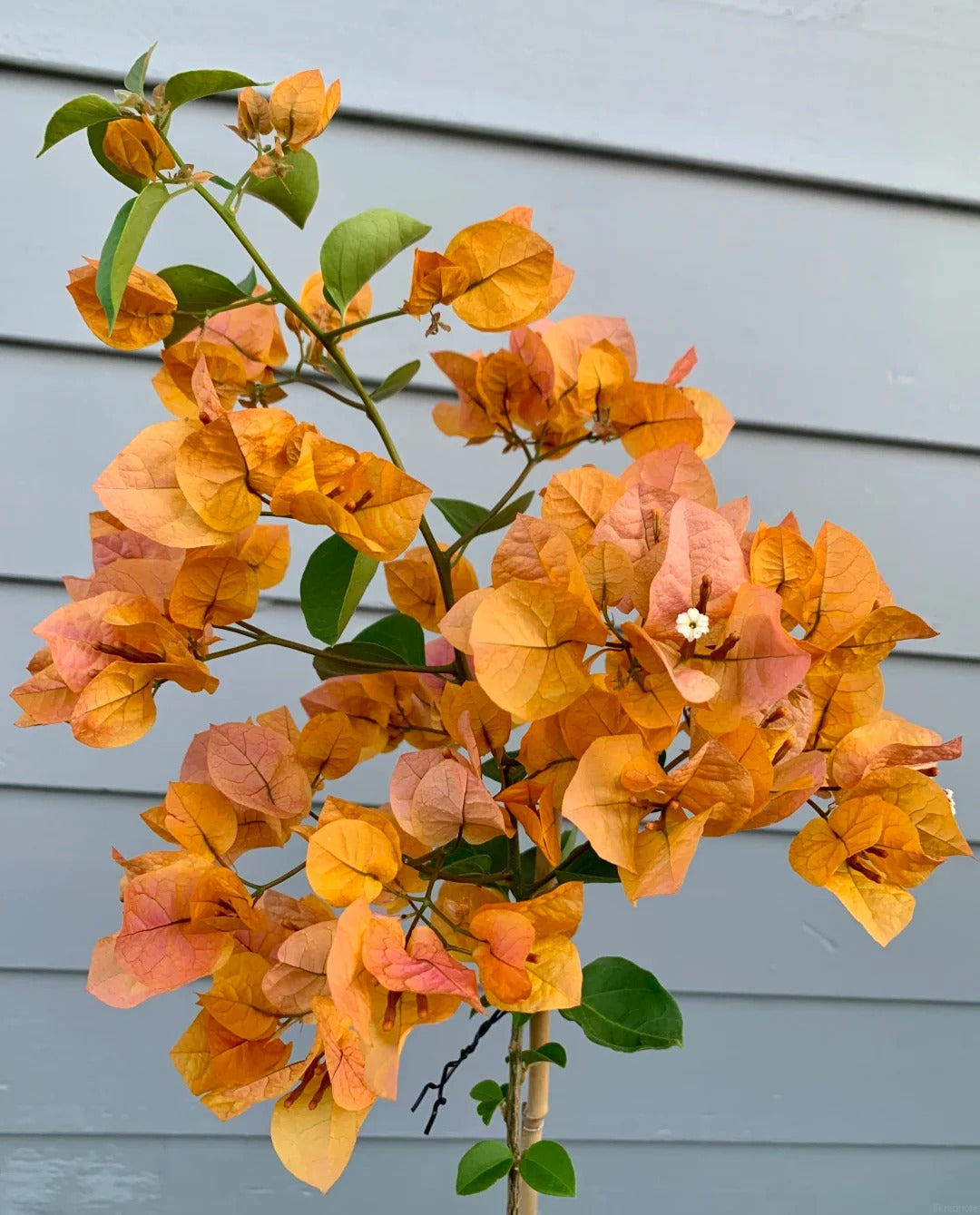 Bougainvillea 'Golden Glow'