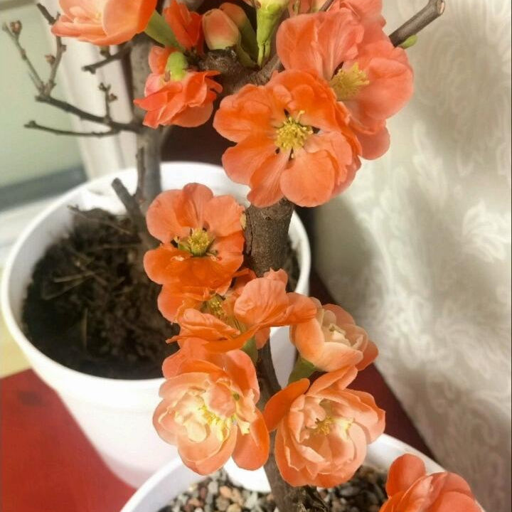 'Chojuraku' Japanese Flowering Quince