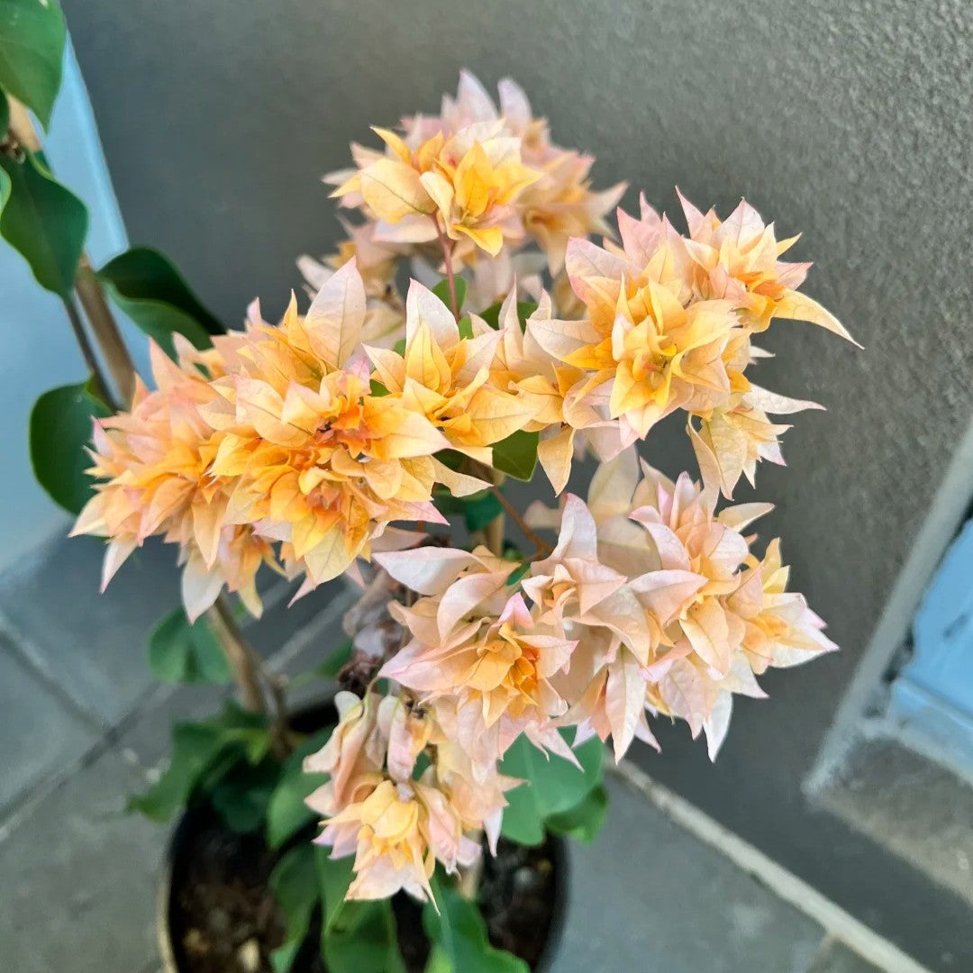 Bougainvillea 'Aussie Gold'