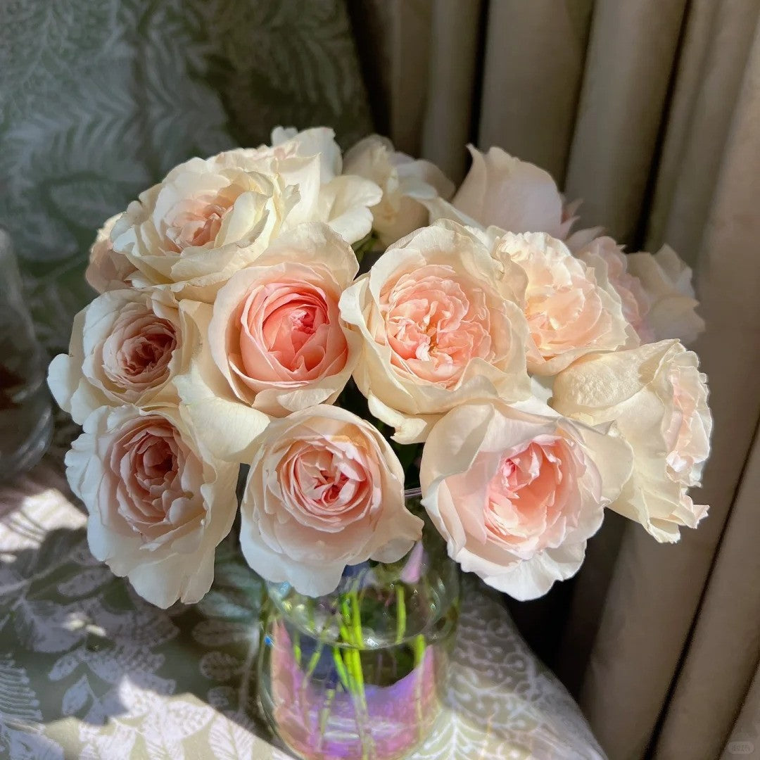 'Xiangsaixue' Shrub Rose
