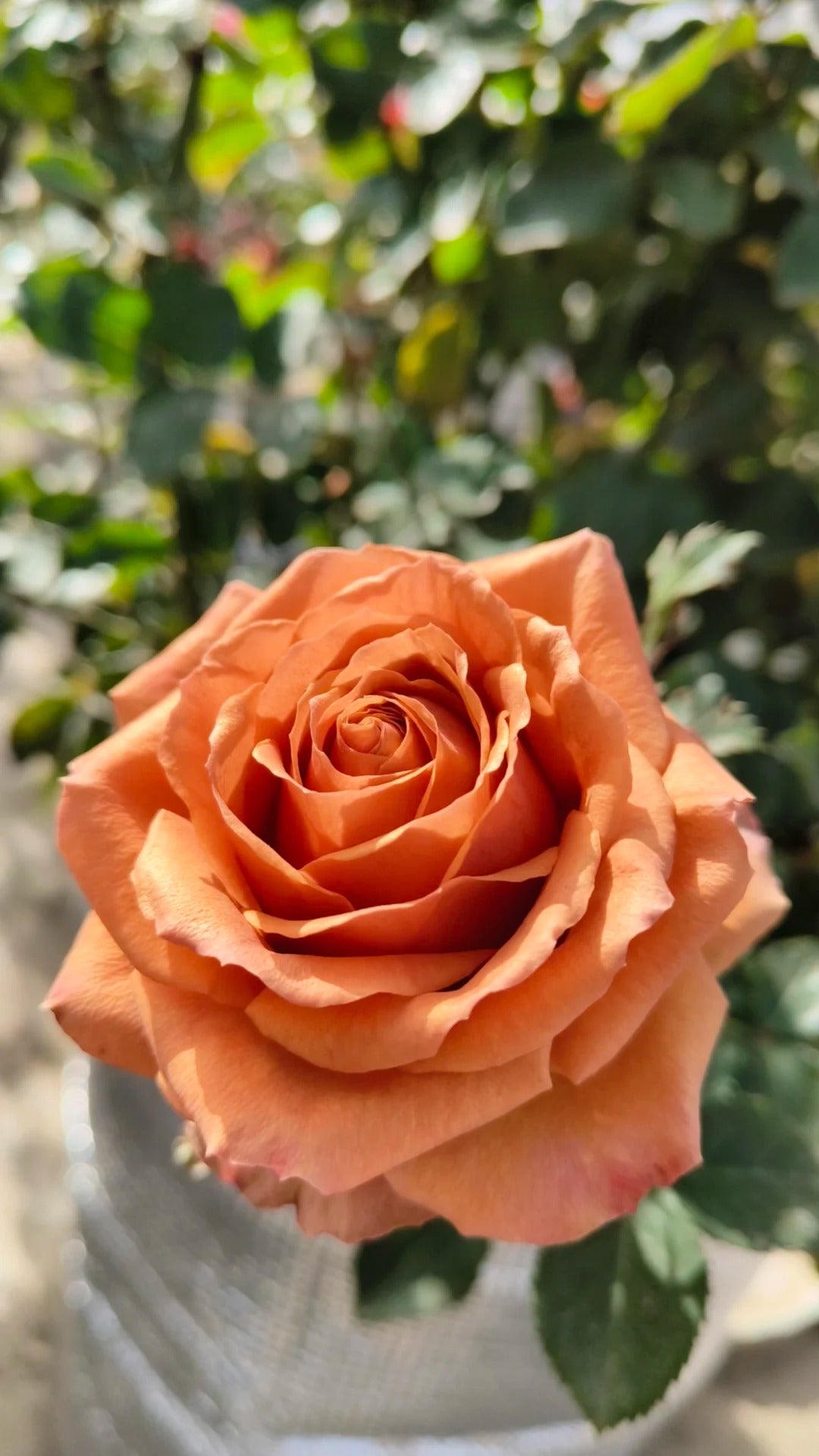 'Pine Dream' Shrub Rose