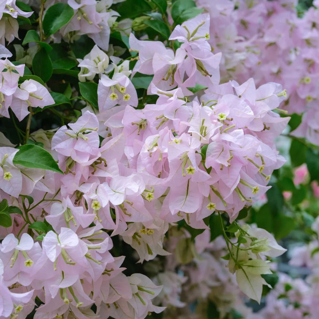 Bougainvillea 'Apple Blossom'