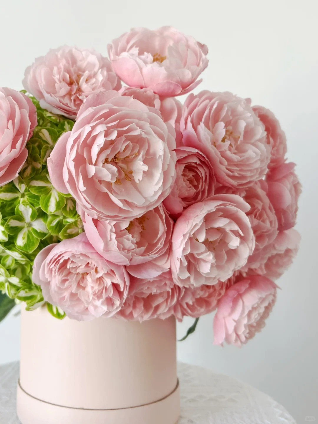 'Plume' Shrub Rose