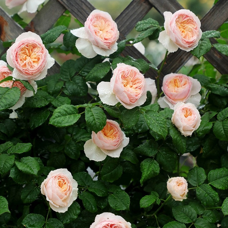 'Hanxian' Climbing Rose