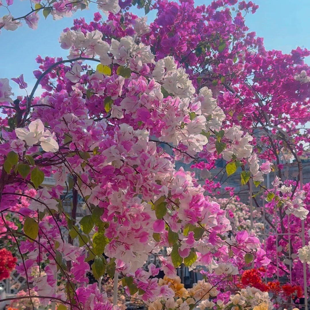 Bougainvillea 'Splash'