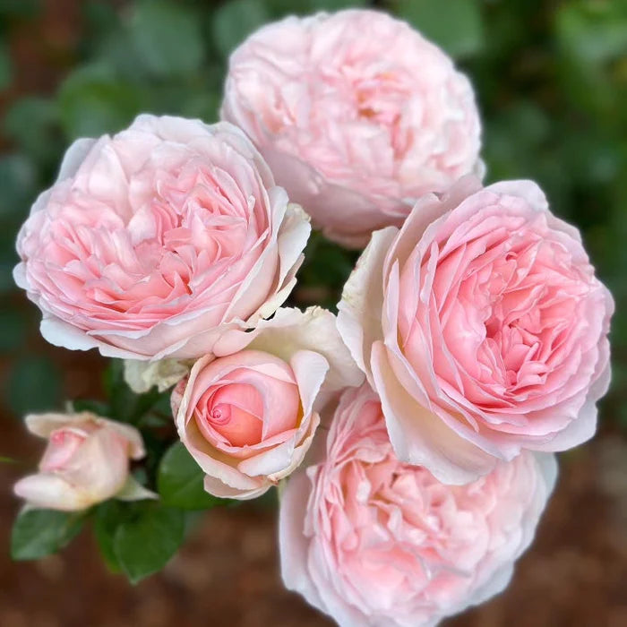 Bliss™ Parfuma® Shrub Rose Brush Live Plant, 5 gallon