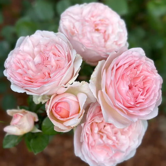 Bliss™ Parfuma® Shrub Rose Brush Live Plant, 5 gallon