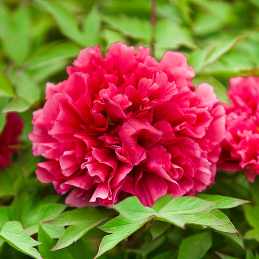 Kao 花王 Tree Peony