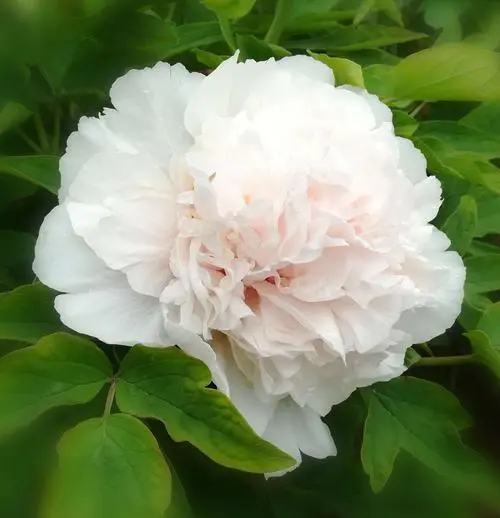 Jing-Yu 景玉 Tree Peony