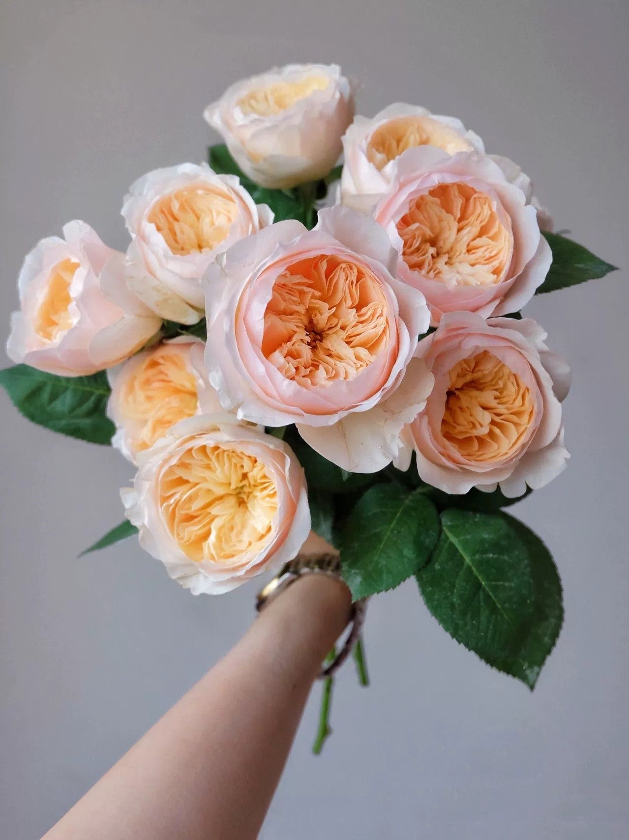 Ausjameson - English Shrub Rose Brush Wedding Cut Roses Live Plant, 3-5 gallon