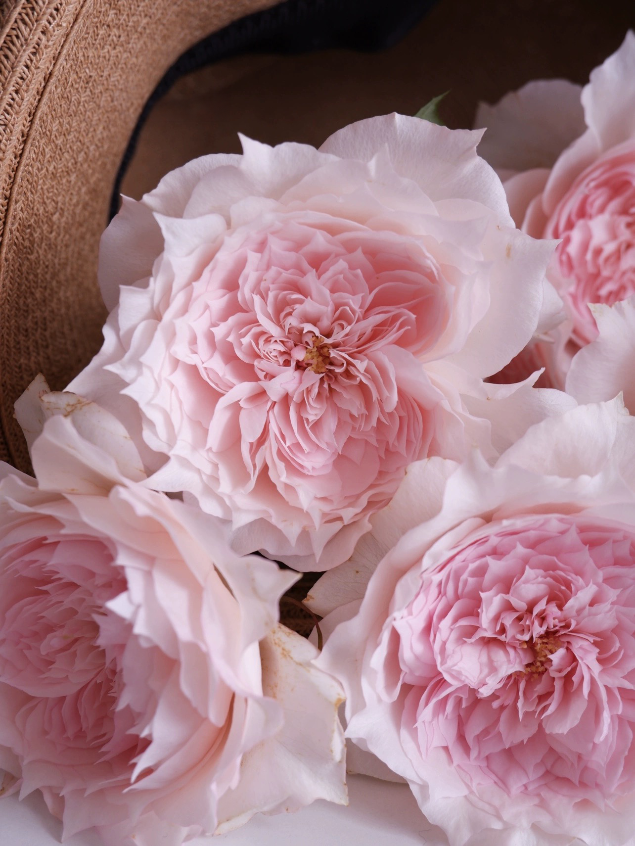 'Monique Darve' Shrub Rose