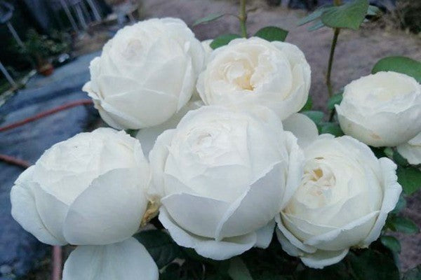 'Yves Wedding Road' Shrub Rose