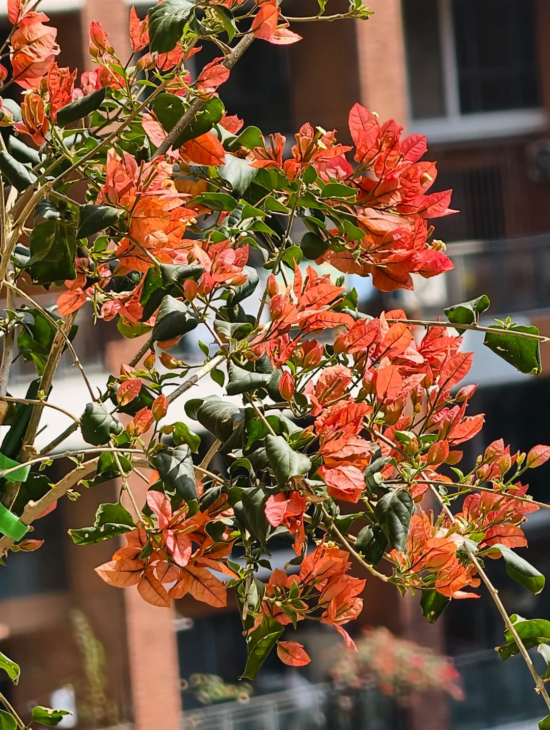 Bougainvillea 'Brezza Red'