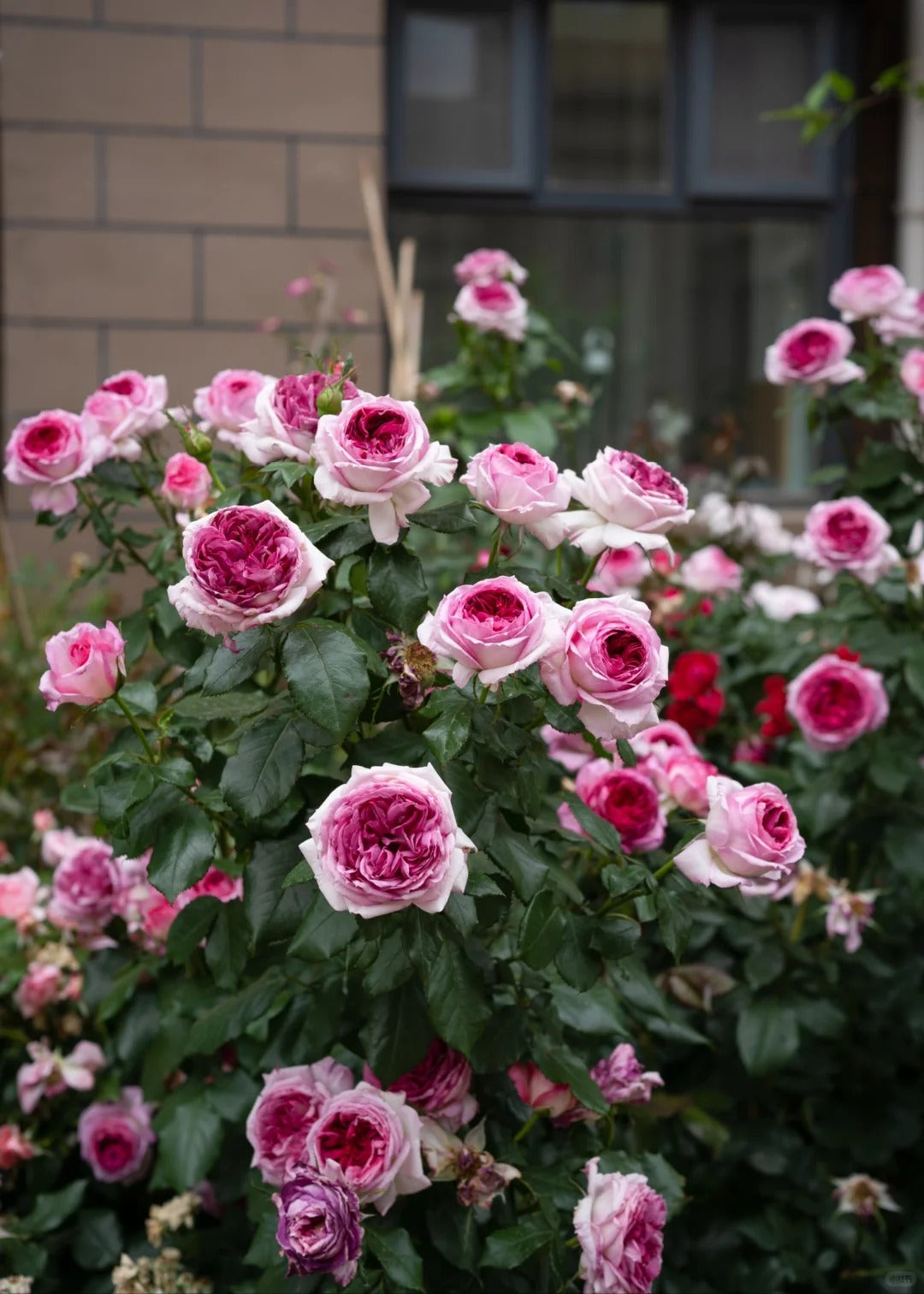 'Thierry Marx' Shrub Rose