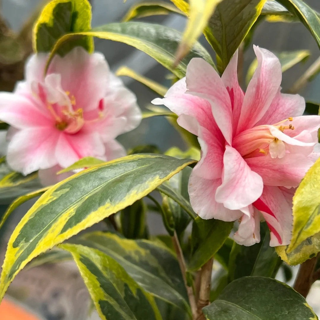 'Nishikiba-fukurin-ikkyū' Camellia