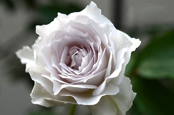 'Lucifer' Shrub Rose