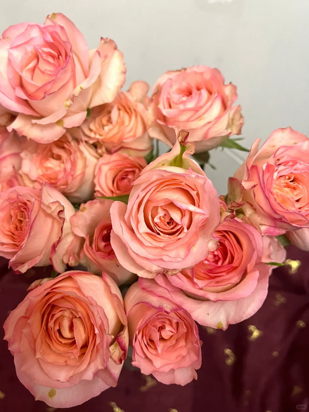 'Butterfly Valley' Shrub Rose
