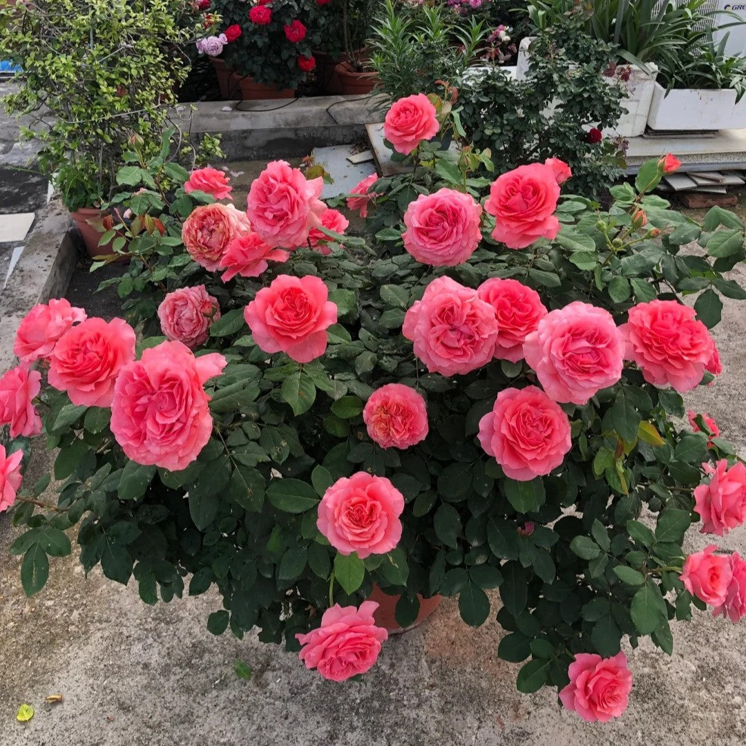 'Corail Gelee' Shrub Rose