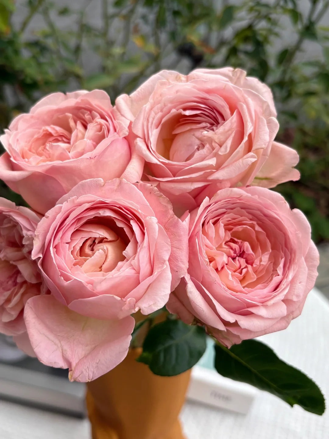 Martha Stewart™ Shrub Rose Brush Live Plant, 5 gallon