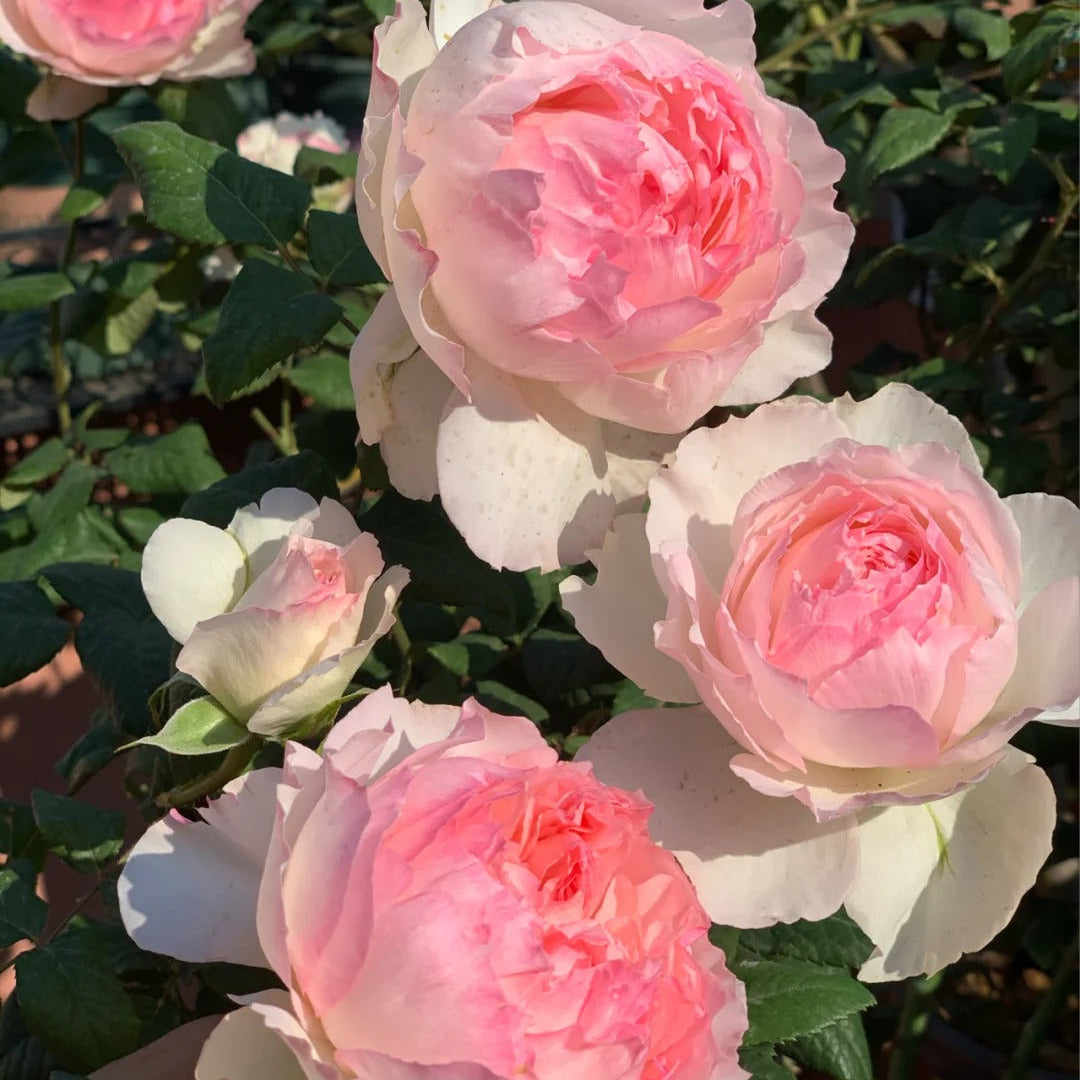 'M-Perzik' Shrub Rose