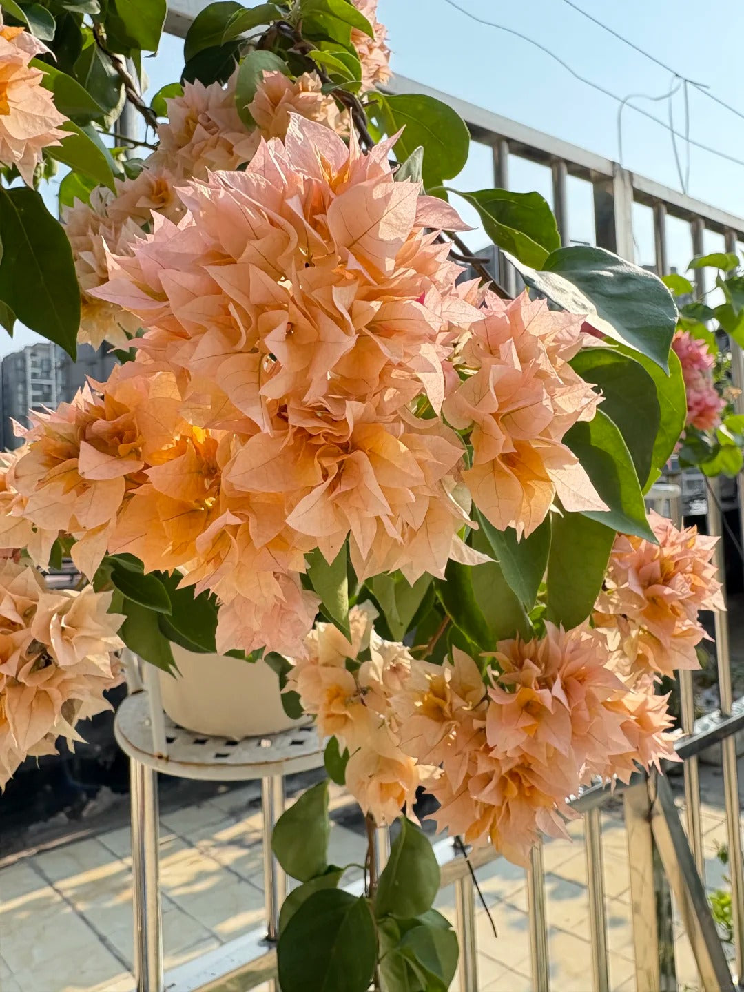 Bougainvillea 'Aussie Gold'