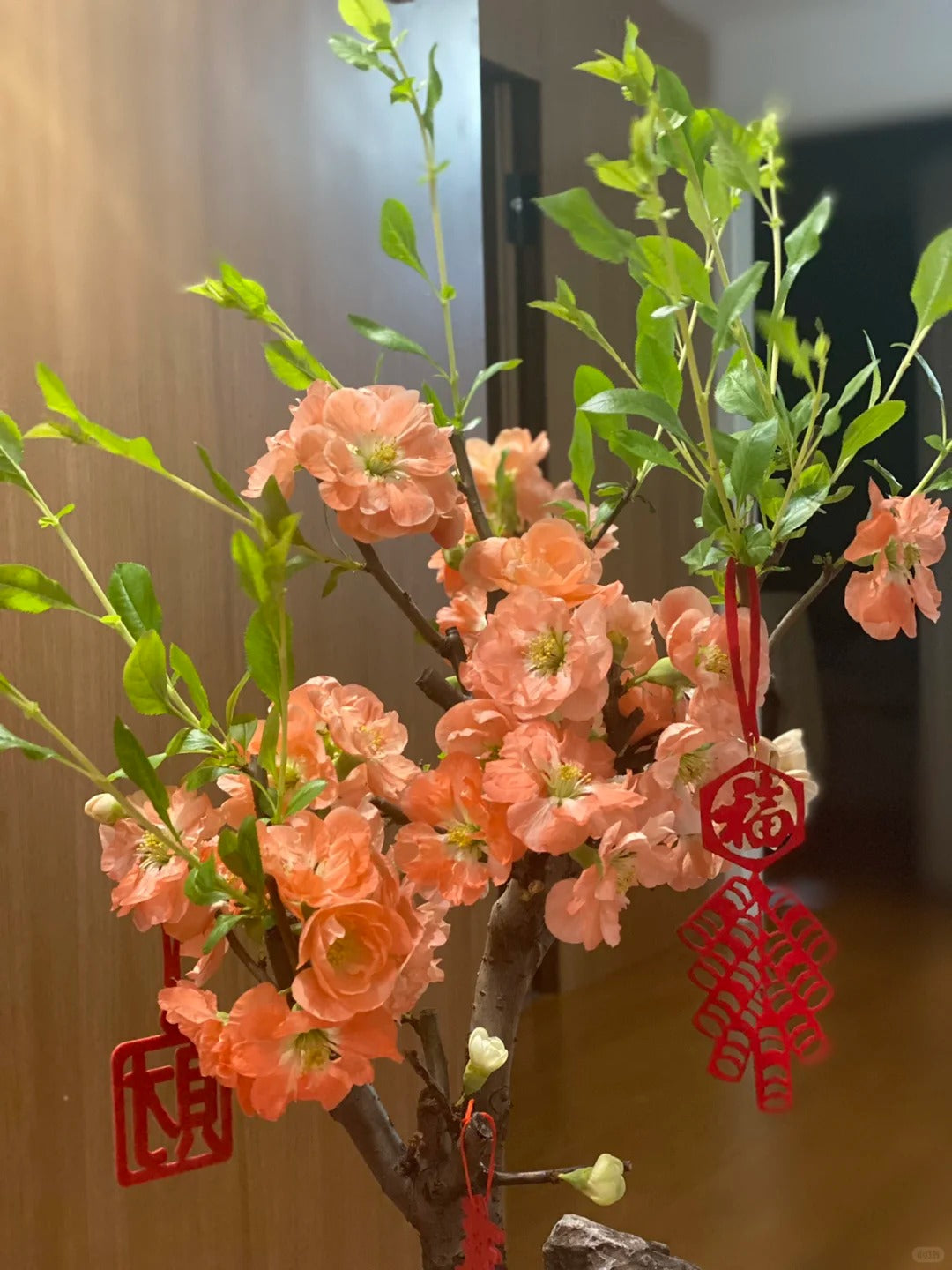 'Chojuraku' Japanese Flowering Quince