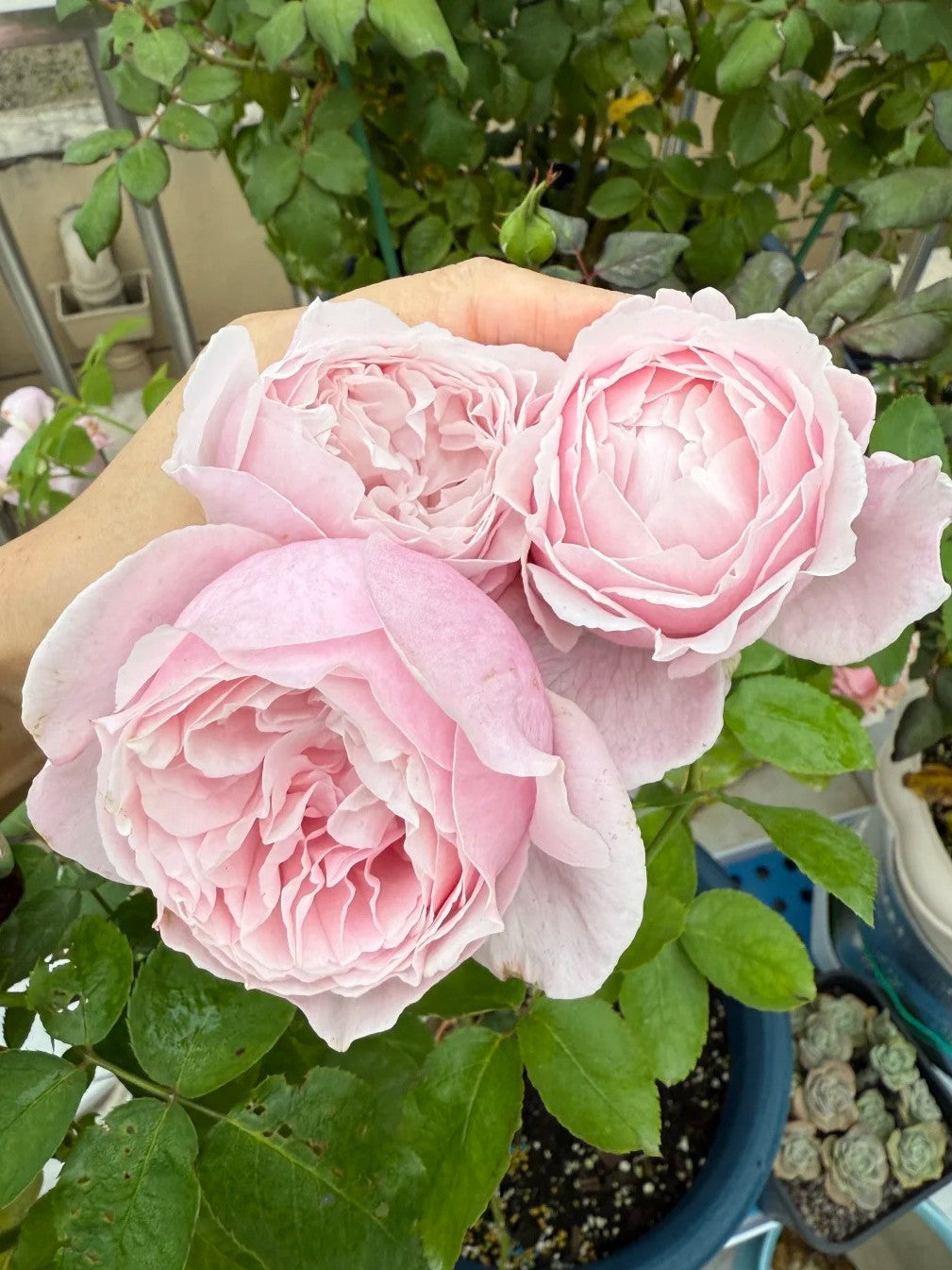 'Huanpei' Shrub Rose
