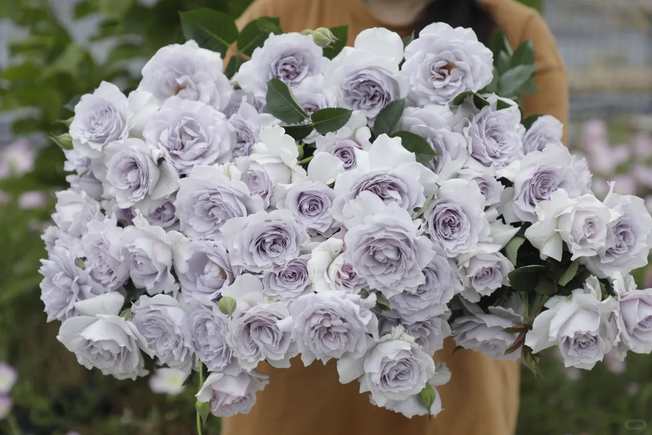 'Jise' Shrub Rose