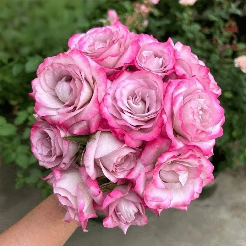 'Glamorous' Shrub Rose