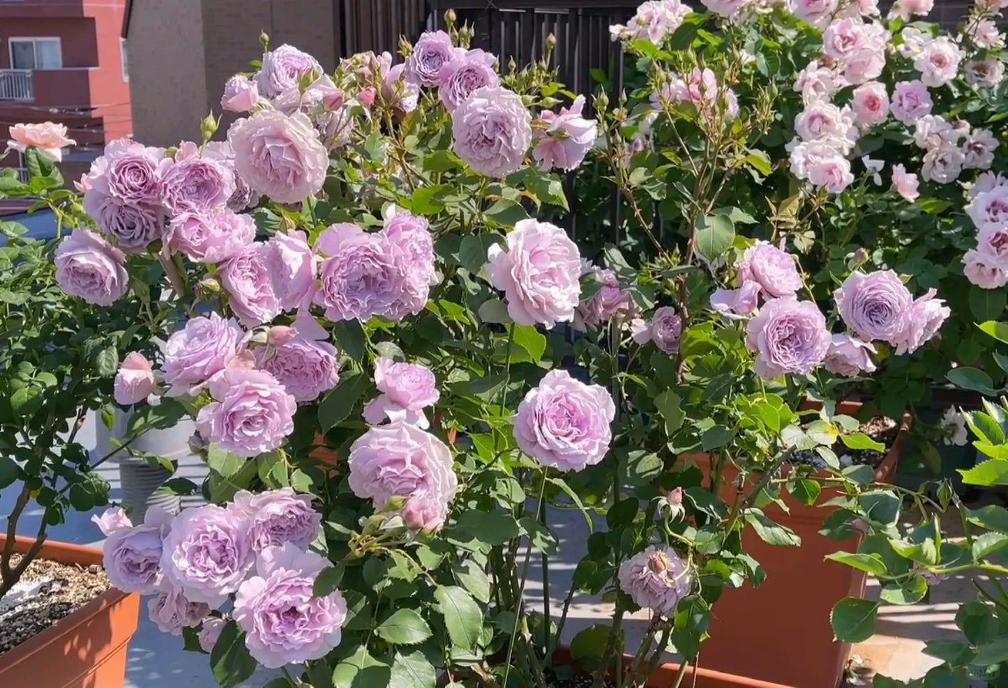 'Libellula' Shrub Rose