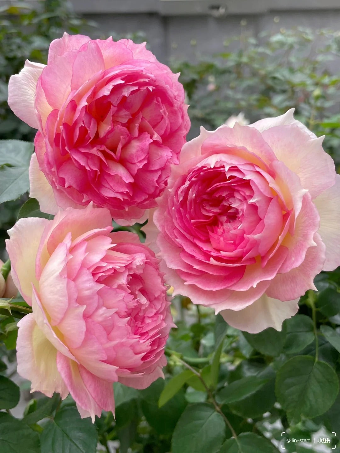 'Jade Bowl Lace' Shrub Rose