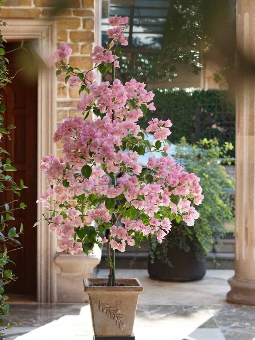 Bougainvillea 'Ladybird Batik'