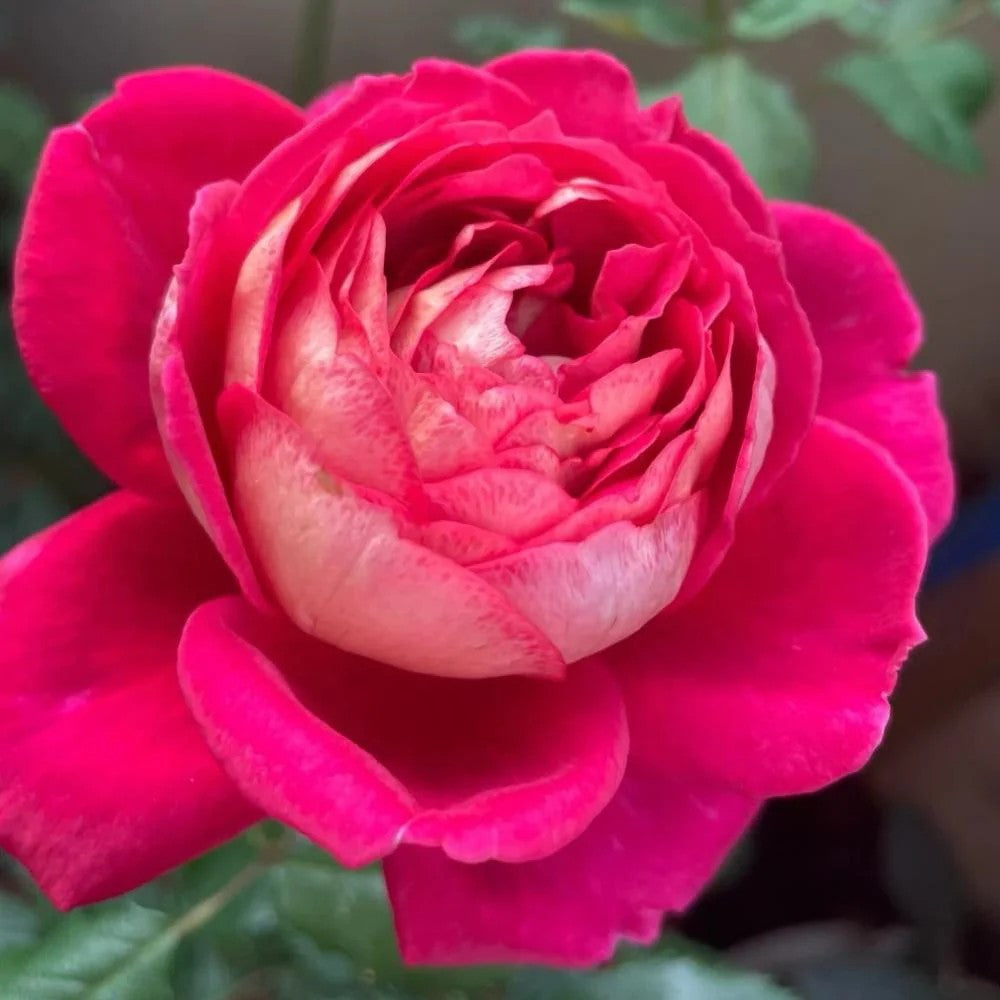 'Dominique Massad' Shrub Rose